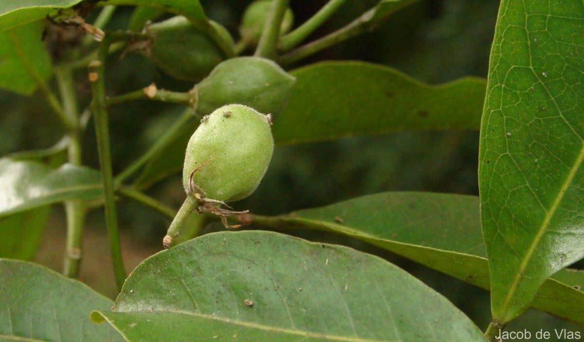 Acronychia pedunculata (L.) Miq.